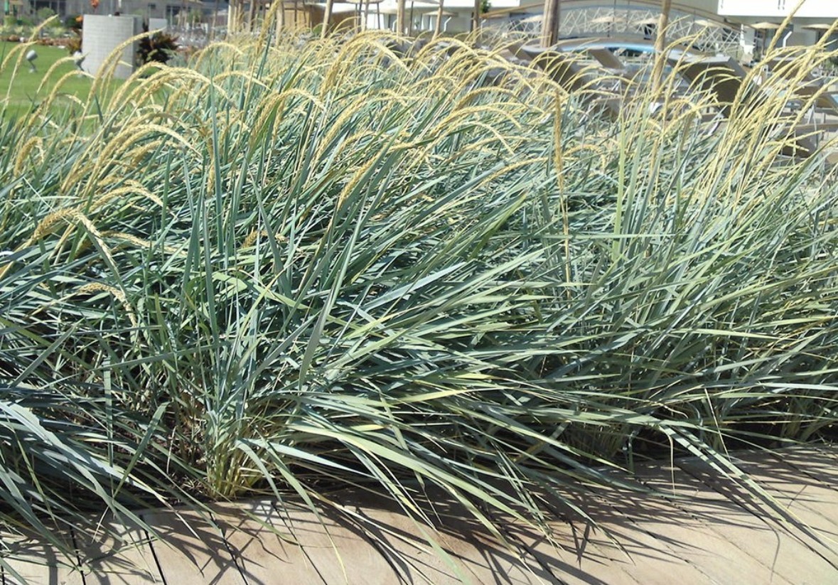 레이무스 블루듄